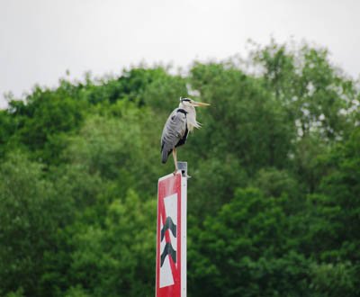 Reiher im Wind