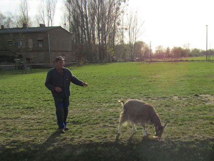 Molly, die Ziege aus Mildenberg